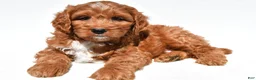 Mini Goldendoodle dogs for sale: Hudson - Ad 4