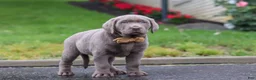 Labrador Retriever dogs for sale: Smoke - Ad 5