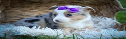 Mixed Breed dogs for sale: Gloria🩷  - Ad 5