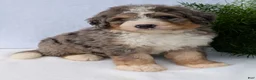 Mini Bernedoodle dogs for sale: Mini Baker  - Ad 35