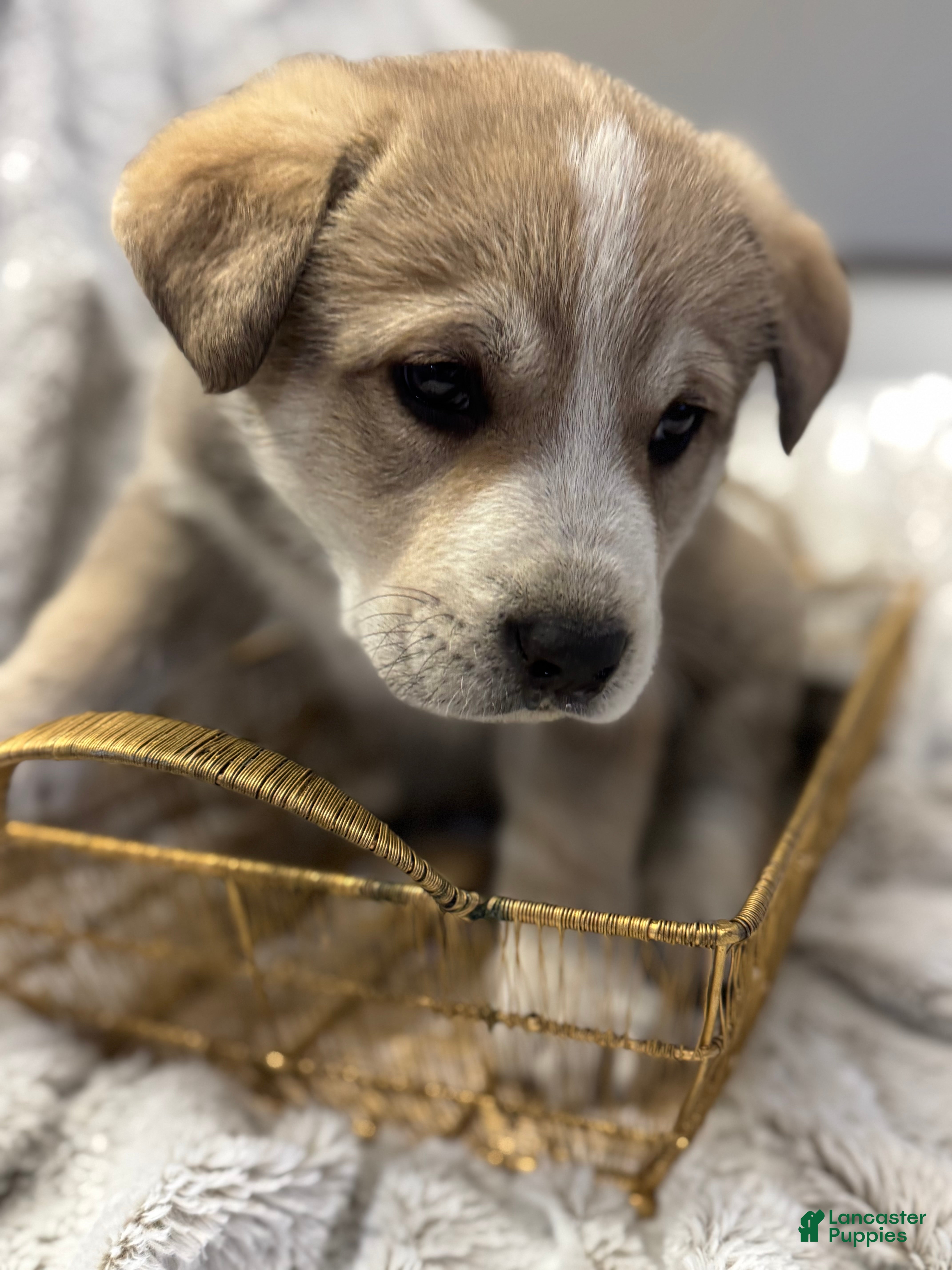 Mixed Breed dogs Wolfling “Wolfie” - Ad 1