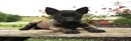 Belgian Malinois dogs for sale: Nova - Ad 3