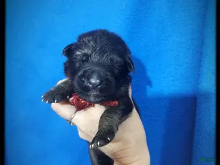 German Shepherd dogs Cinnamon - Ad 32
