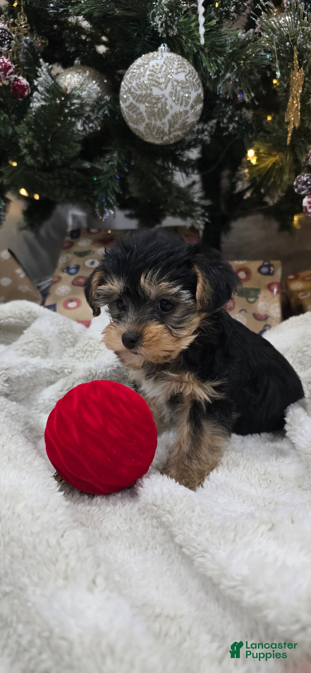 Yorkiepoo dogs for sale: Piper - Ad 3