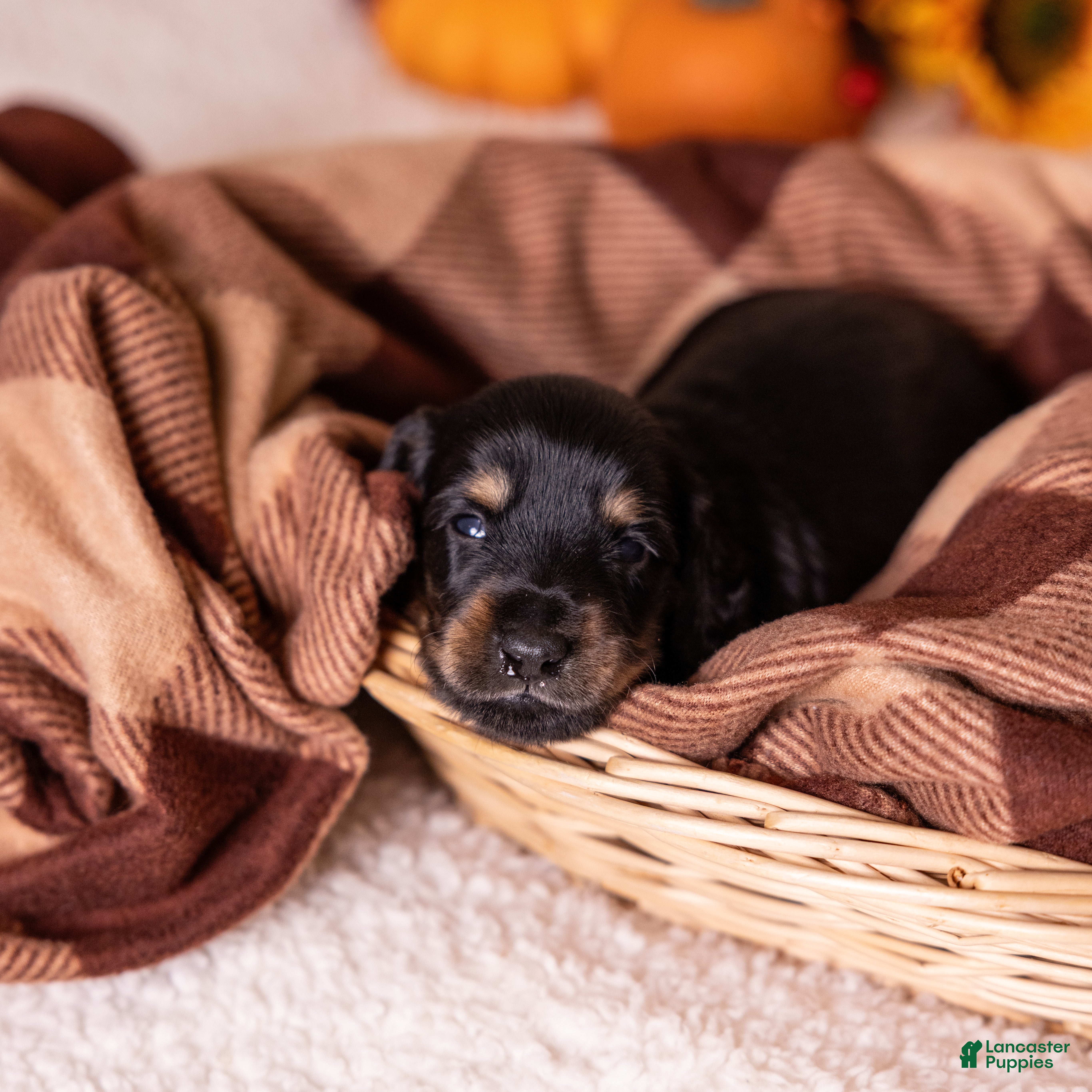 Miniature Dachshund dogs Casper - Ad 1