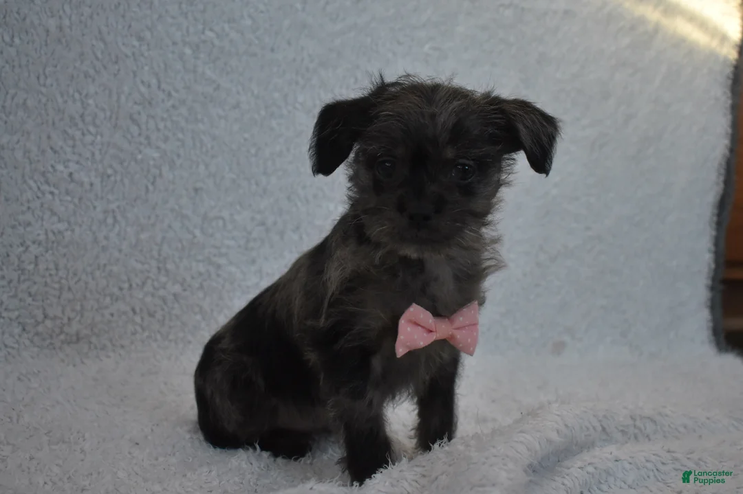 Mixed Breed dogs for sale: Tiny  - Ad 4