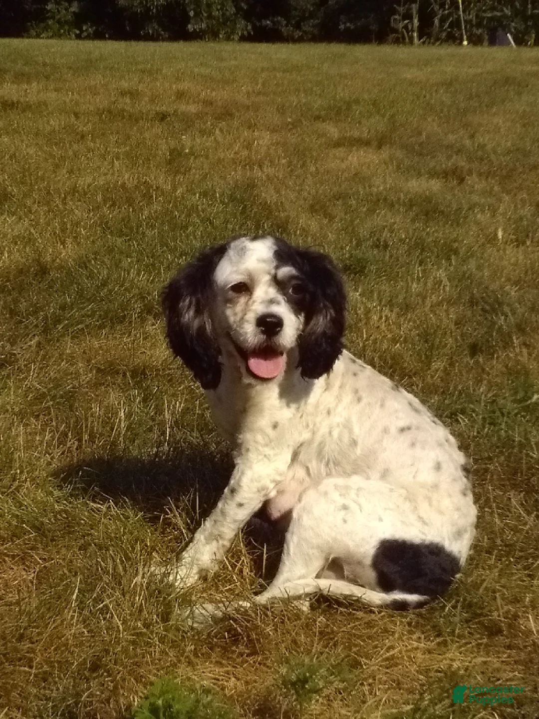 Cavapoo dogs for sale: Bentley - Ad 5