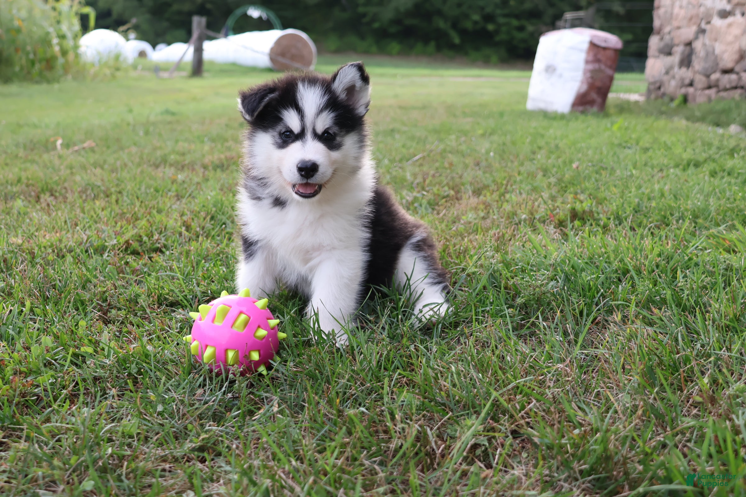 Alaskan Malamute dogs Cascade - Ad 1