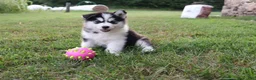 Alaskan Malamute dogs for sale: Cascade - Ad 3