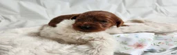 Cavapoo dogs for sale: Fiona  - Ad 3
