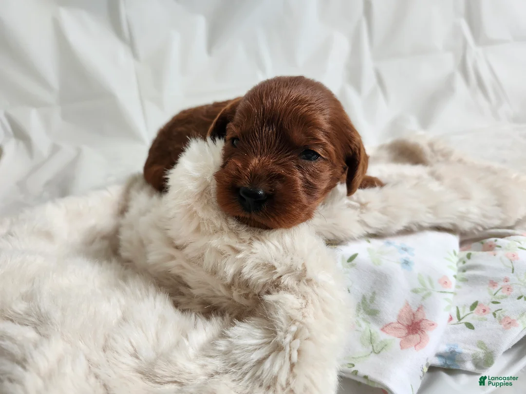 Cavapoo dogs for sale: Fiona  - Ad 3