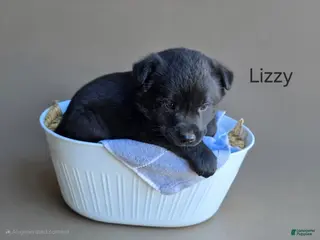 Labrador Retriever dogs for sale: Labrador Retriever Puppy 4 - Ad 3