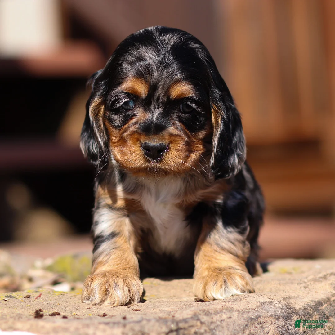 Cocker Spaniel dogs for sale: Daisy Cocker Spaniel Puppy  - Ad 1