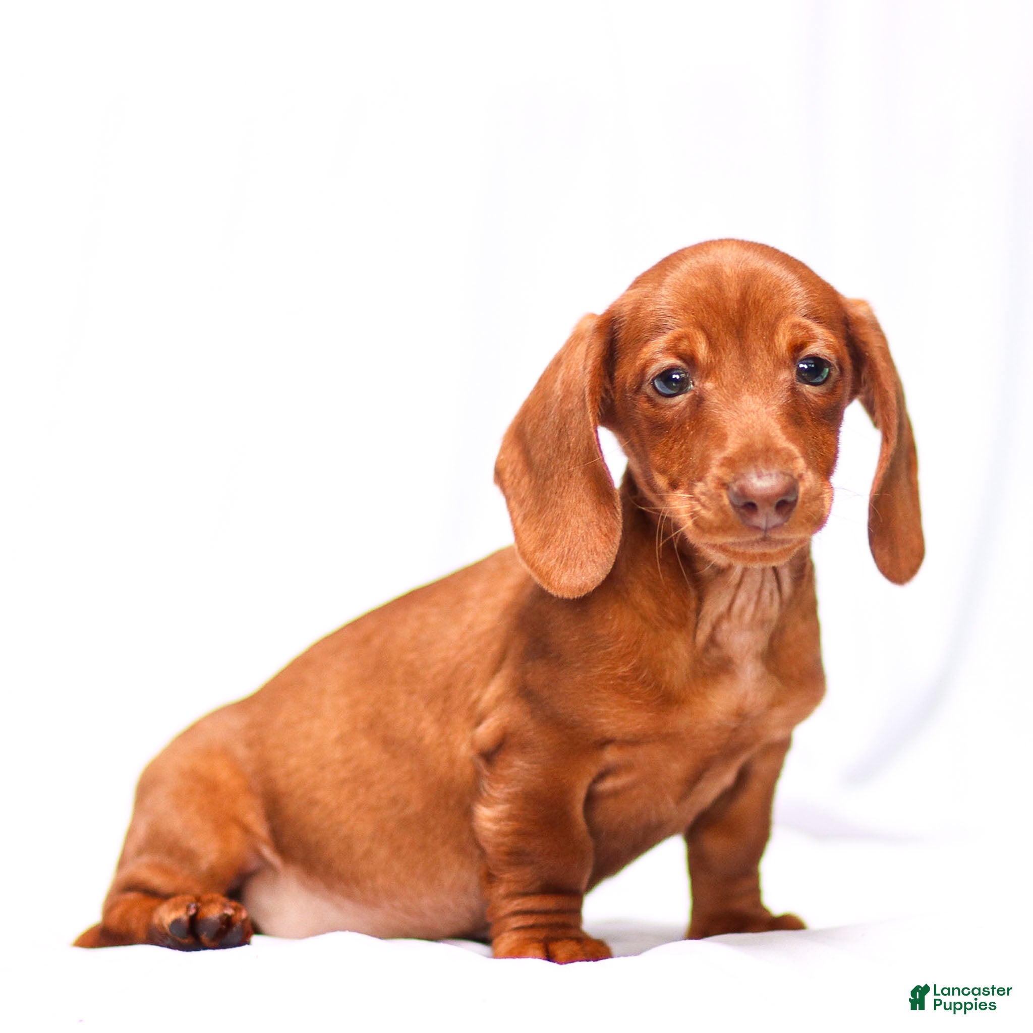 Miniature Dachshund dogs Clara - Ad 1