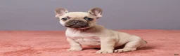 French Bulldog dogs for sale: Zoey - Ad 2