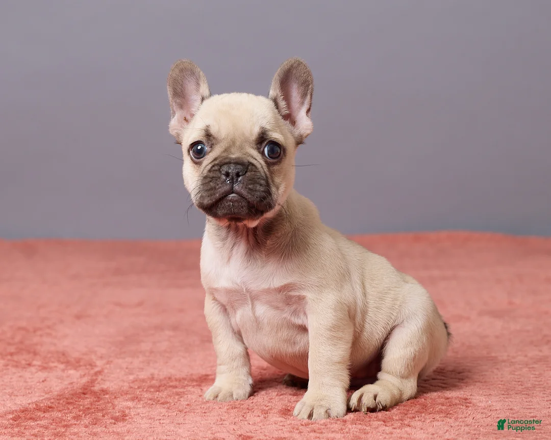 French Bulldog dogs for sale: Zoey - Ad 2