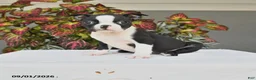 Boston Terrier dogs for sale: Jade - Ad 1