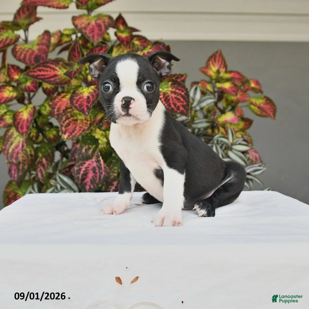 Boston Terrier dogs for sale: Jade - Ad 1