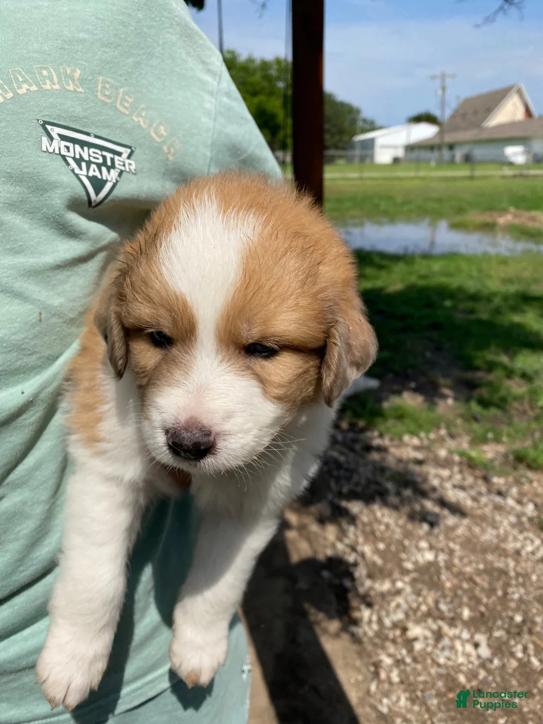 Mixed Breed dogs for sale: Hazel - Ad 1
