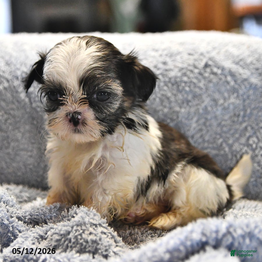 Shih Tzu dogs Kathlynn - Ad 2
