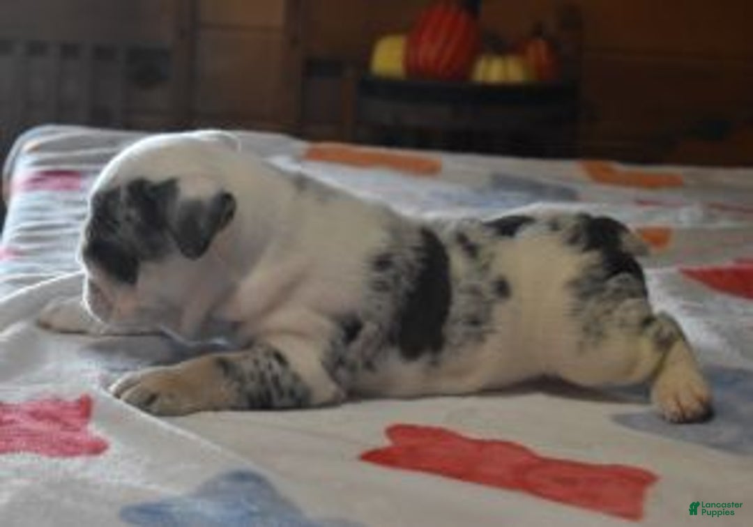 English Bulldog dogs for sale: TANK - Ad 5