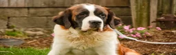 Saint Bernard dogs for sale: William Saint Bernard  - Ad 11