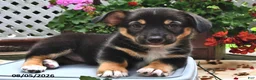Welsh Corgi Pembroke dogs for sale: Destiny - Ad 3