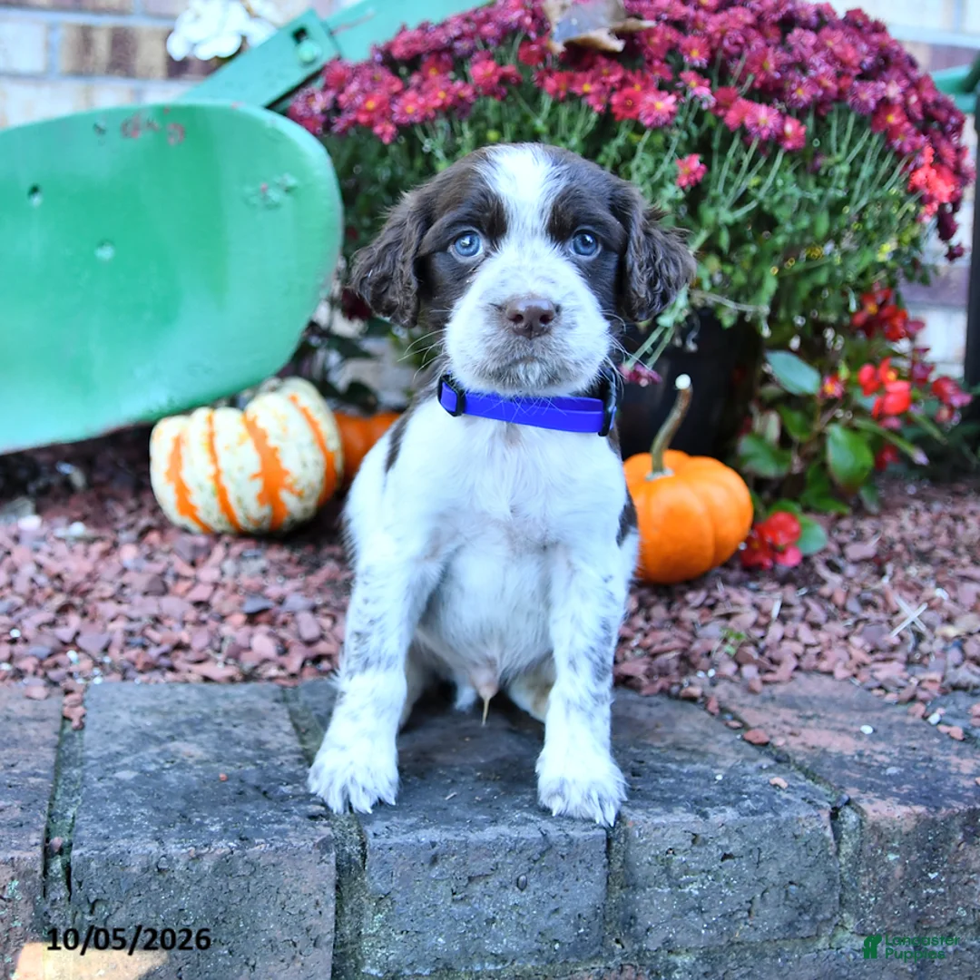 English Springer Spaniel dogs for sale: Buddy - Ad 1
