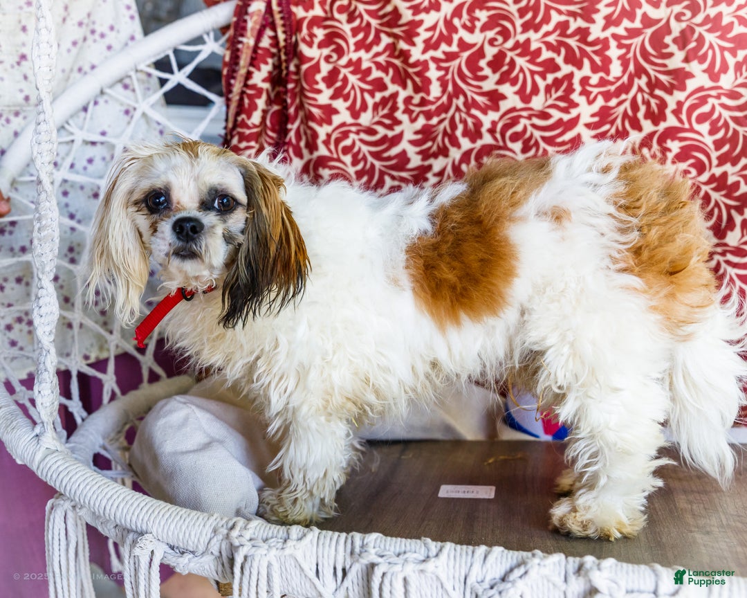 Shih Tzu dogs for sale: Jude - Ad 34