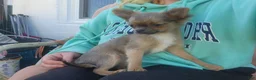 Chihuahua dogs for sale: Serenity  - Ad 2