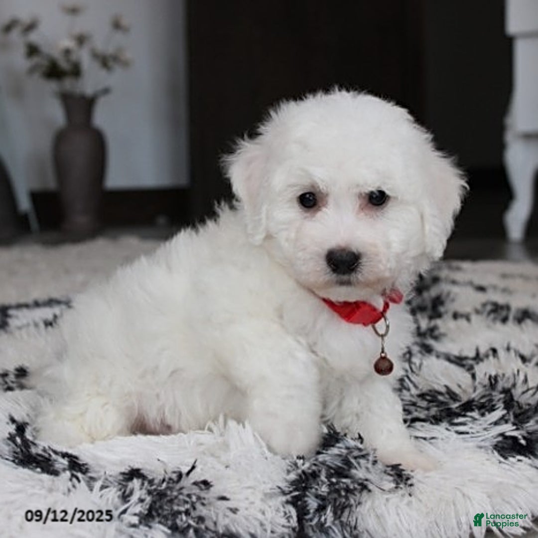Bichon Frise dogs for sale: Carson - Ad 8