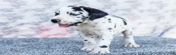 Great Dane dogs for sale: Alex - Ad 5