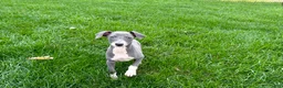 Italian Greyhound dogs for sale: Corbin  - Ad 5