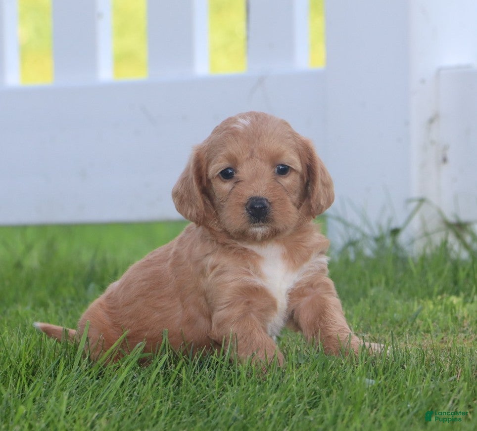 Miniature Labradoodle dogs Mia - Ad 2