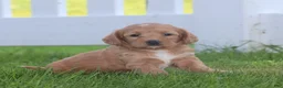 Miniature Labradoodle dogs for sale: Mia - Ad 2