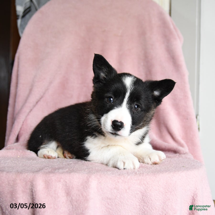 Mixed Breed dogs Oreo - Ad 2