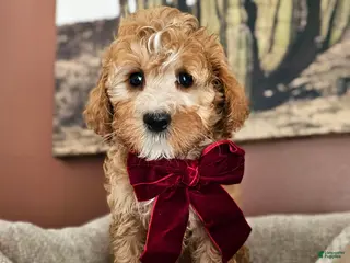 Cavapoo dogs Blossom F2 Cavapoo - Ad 42