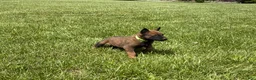Belgian Malinois dogs for sale: Houston - Ad 4