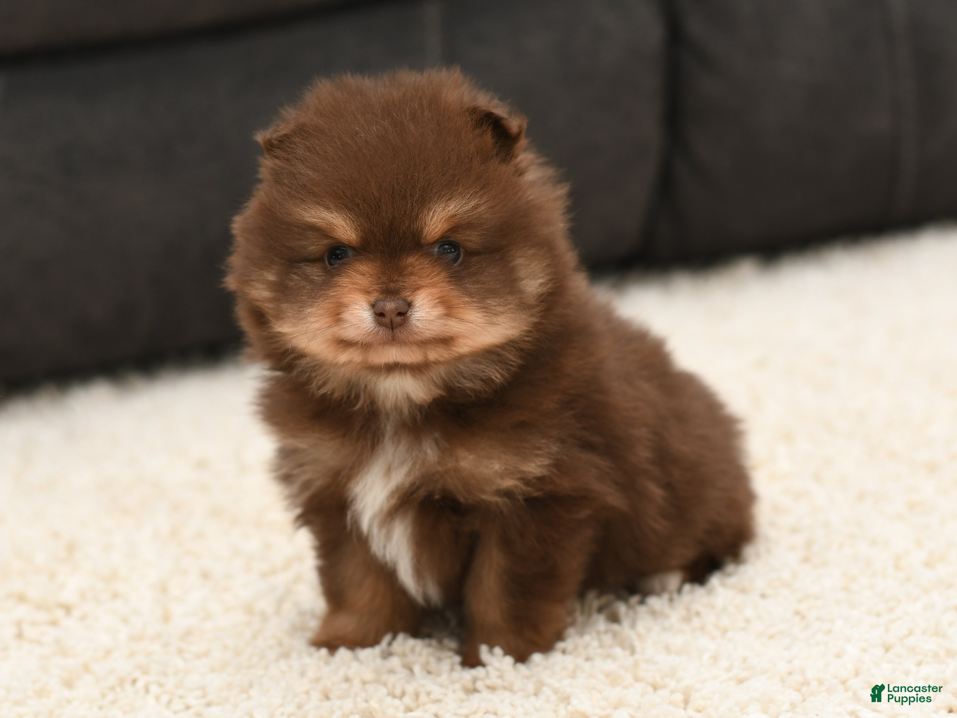 Pomeranian dogs Patrick  - Ad 1