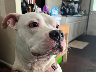 American Pit Bull Terrier dogs - Ad 22