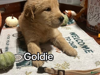 Golden Retriever dogs - Ad 41