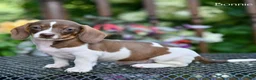 Miniature Dachshund dogs for sale: Bonnie - Ad 3