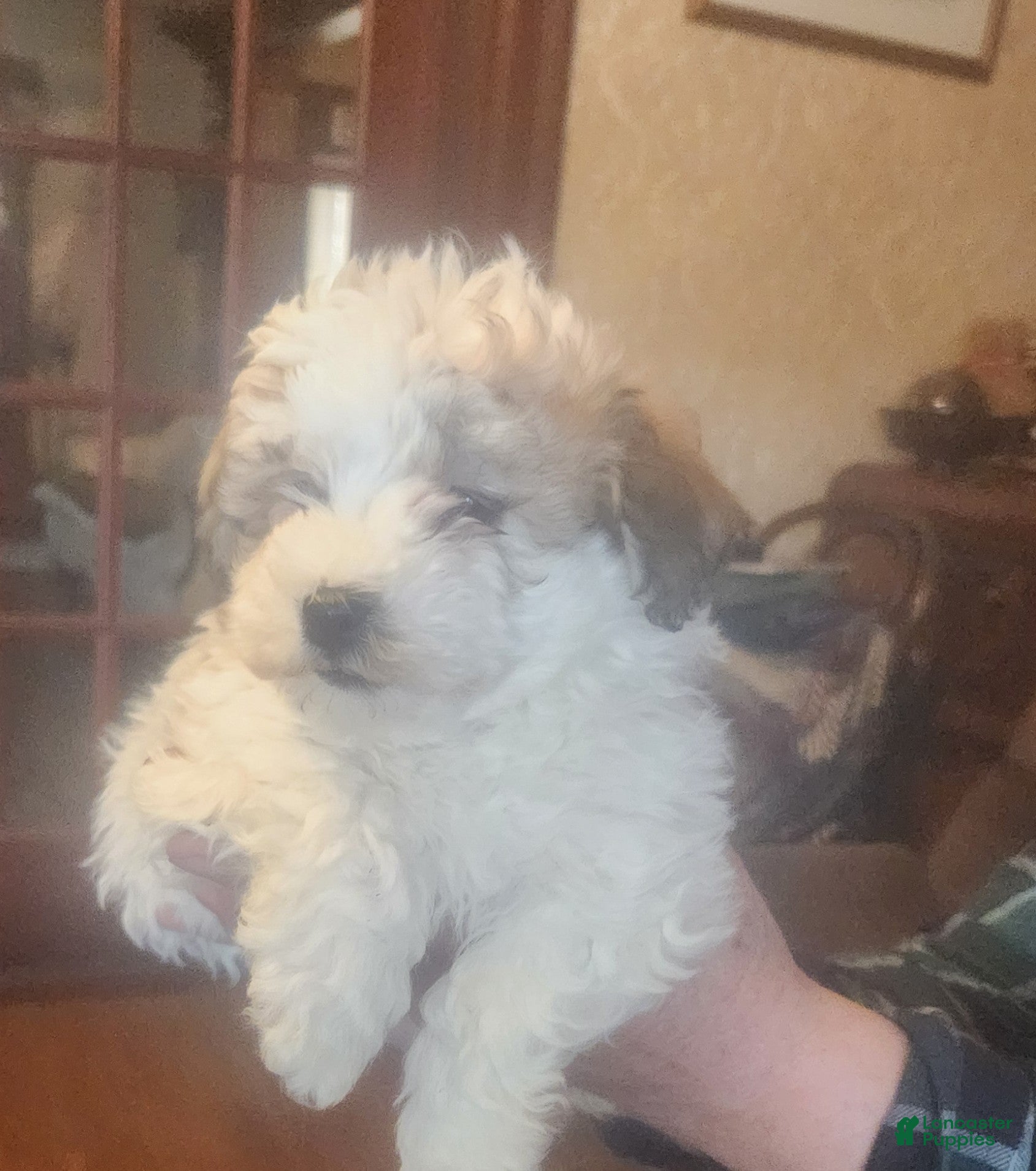 Havanese dogs Havanese Puppy 1 - Ad 1