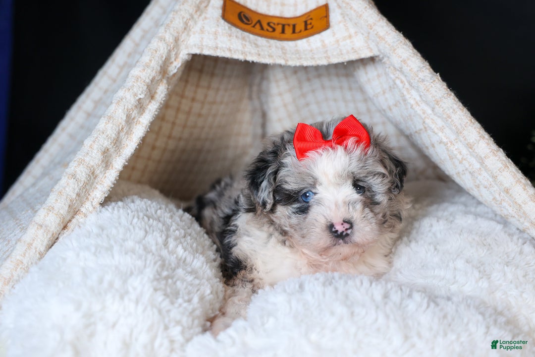 Mini Aussiedoodle dogs for sale: Gloria - Ad 15