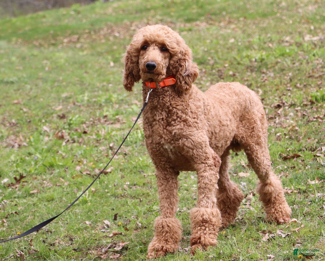 Standard Poodle dogs for sale: Izzy - Ad 7