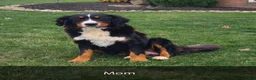 Mini Bernedoodle dogs for sale: Kayla - Ad 8