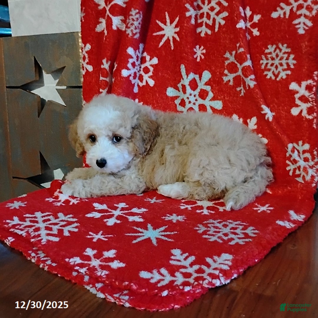 Mini Bernedoodle dogs for sale: Richie - Ad 7