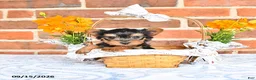 Yorkshire Terrier dogs for sale: Wade - Ad 3