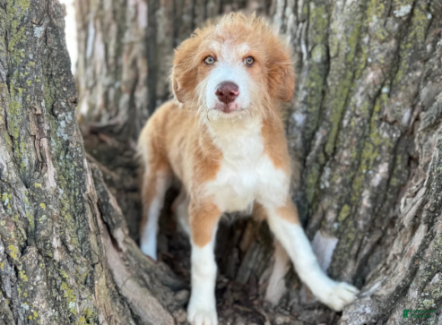 Aussiedoodle dogs Red Tri Male - Ad 1