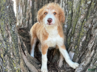 Aussiedoodle dogs Red Tri Male - Ad 13
